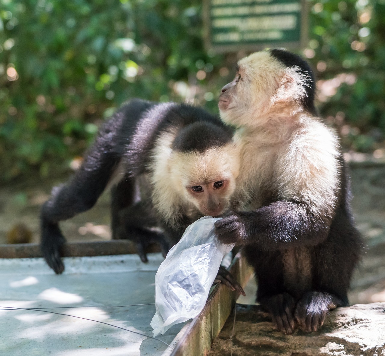white-headed capuchin monkeys playing free photo