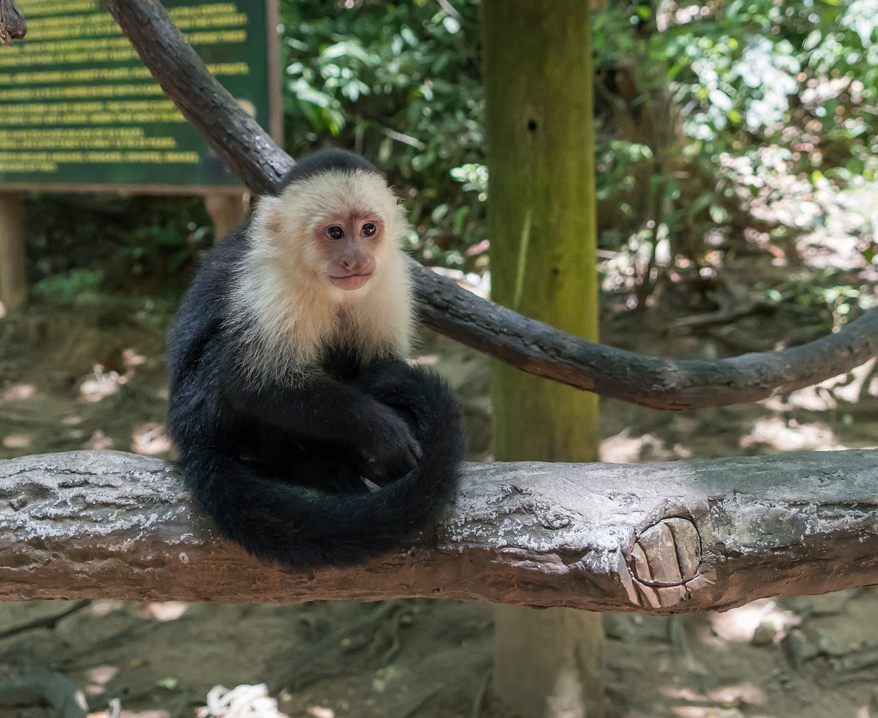 white-headed capuchin  monkey  primate free photo