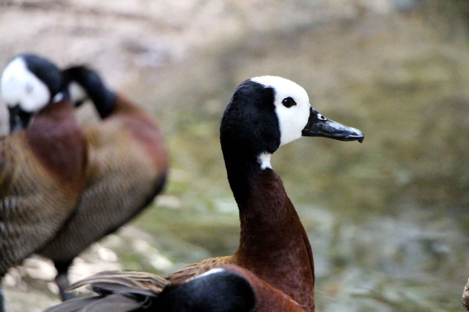 duck brown duck white headed duck free photo