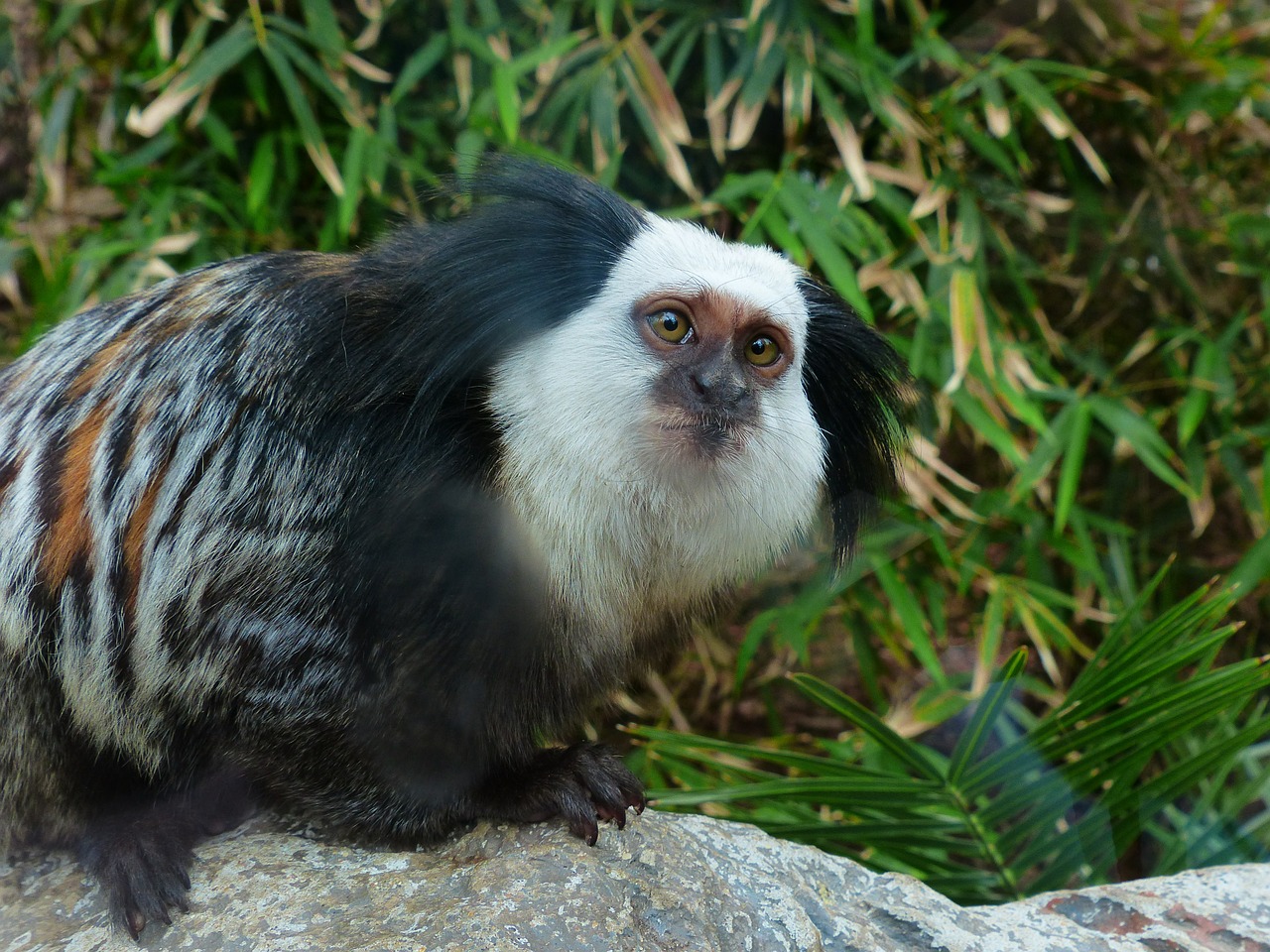 white-headed marmoset monkey äffchen free photo