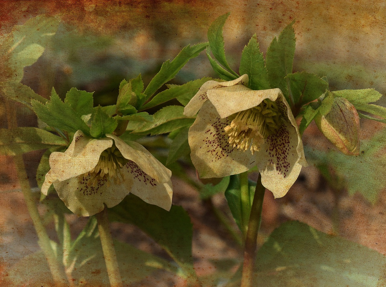 white hellebore graphic aged filter free photo