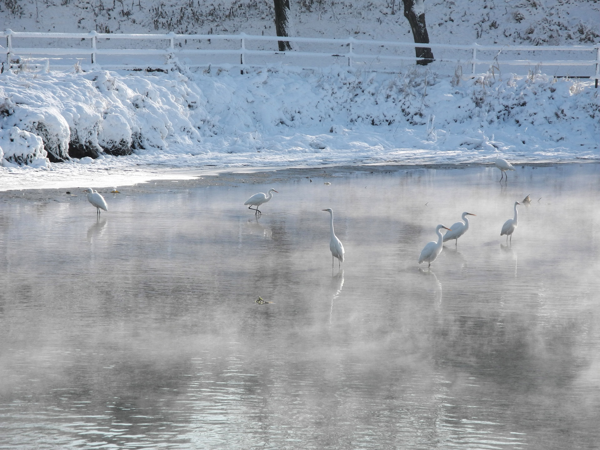 white heron gorokugawa winter free photo