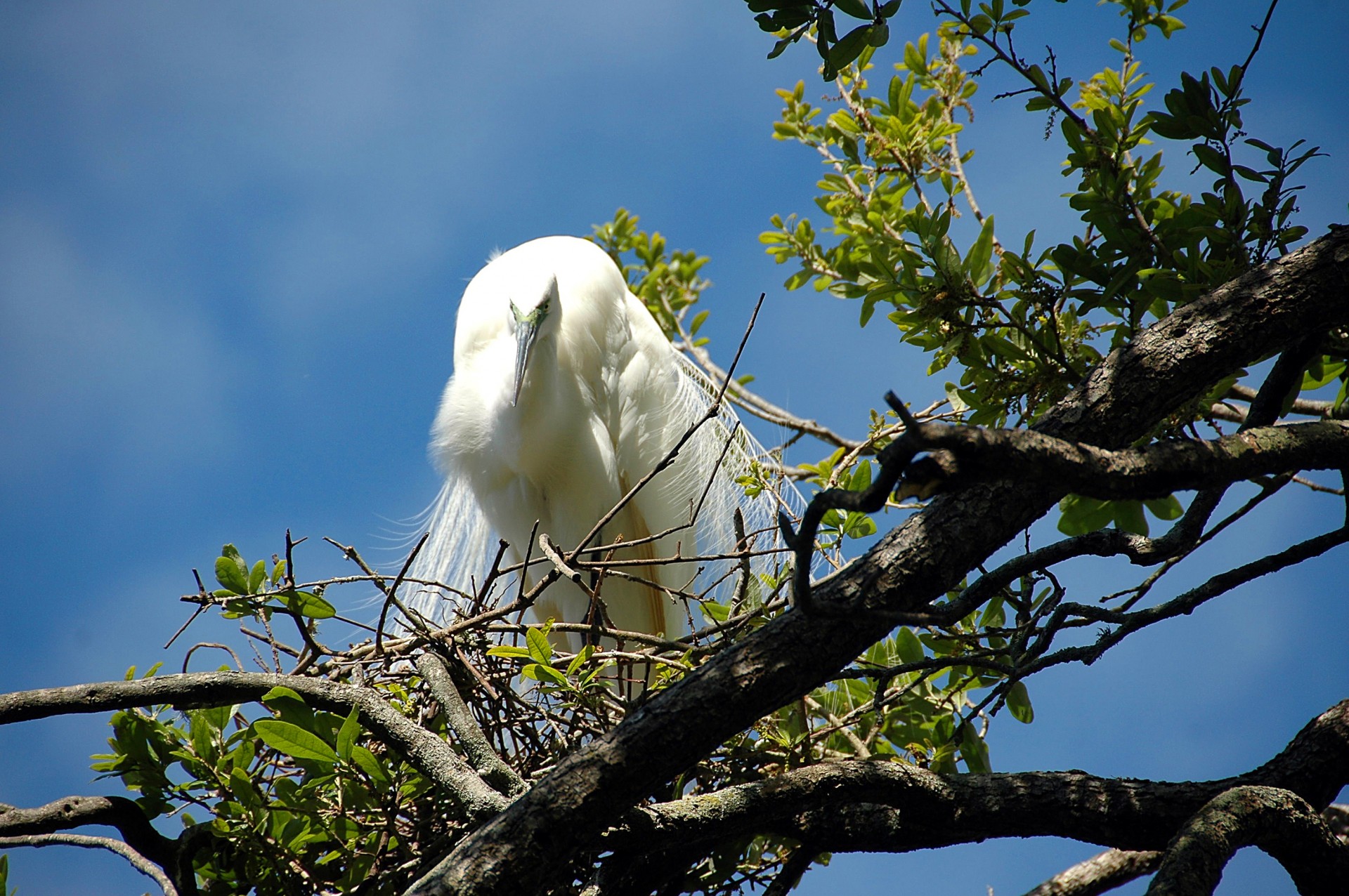 white heron egret free photo