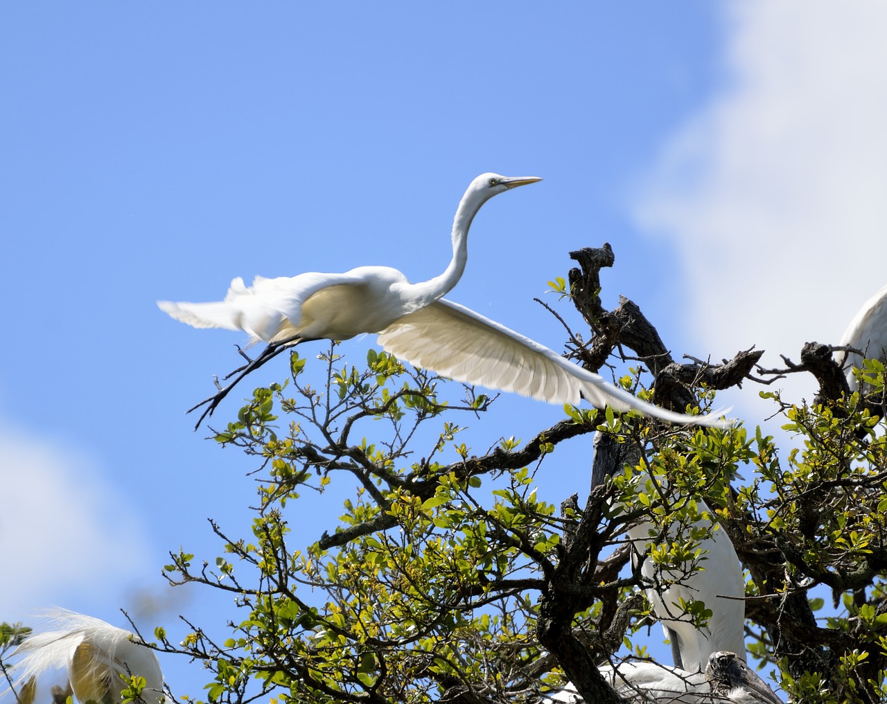 white heron heron egret free photo