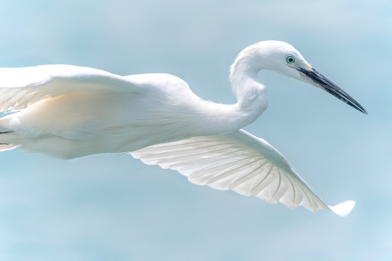 white heron wildlife bird in flight free photo