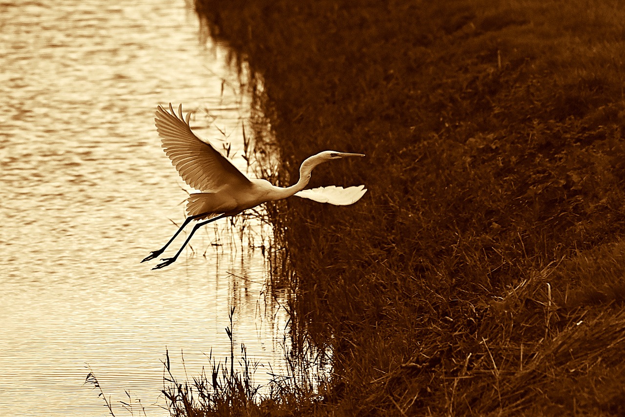 white heron  wading bird  flight free photo