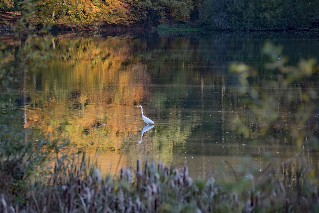 white heron  autumn  waterfowl free photo