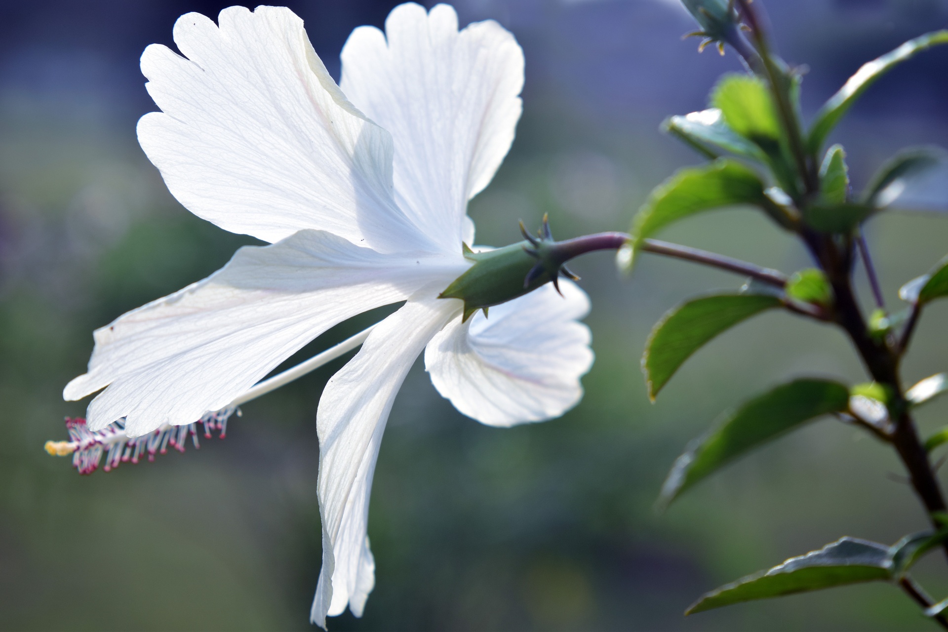 hibiscus flower white free photo