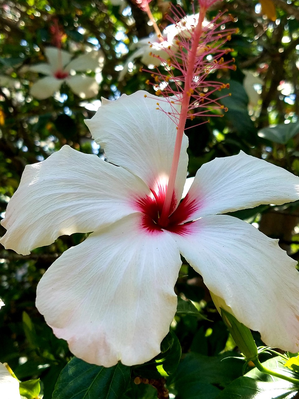 white hibiscus  rosemallow  tropical flower free photo