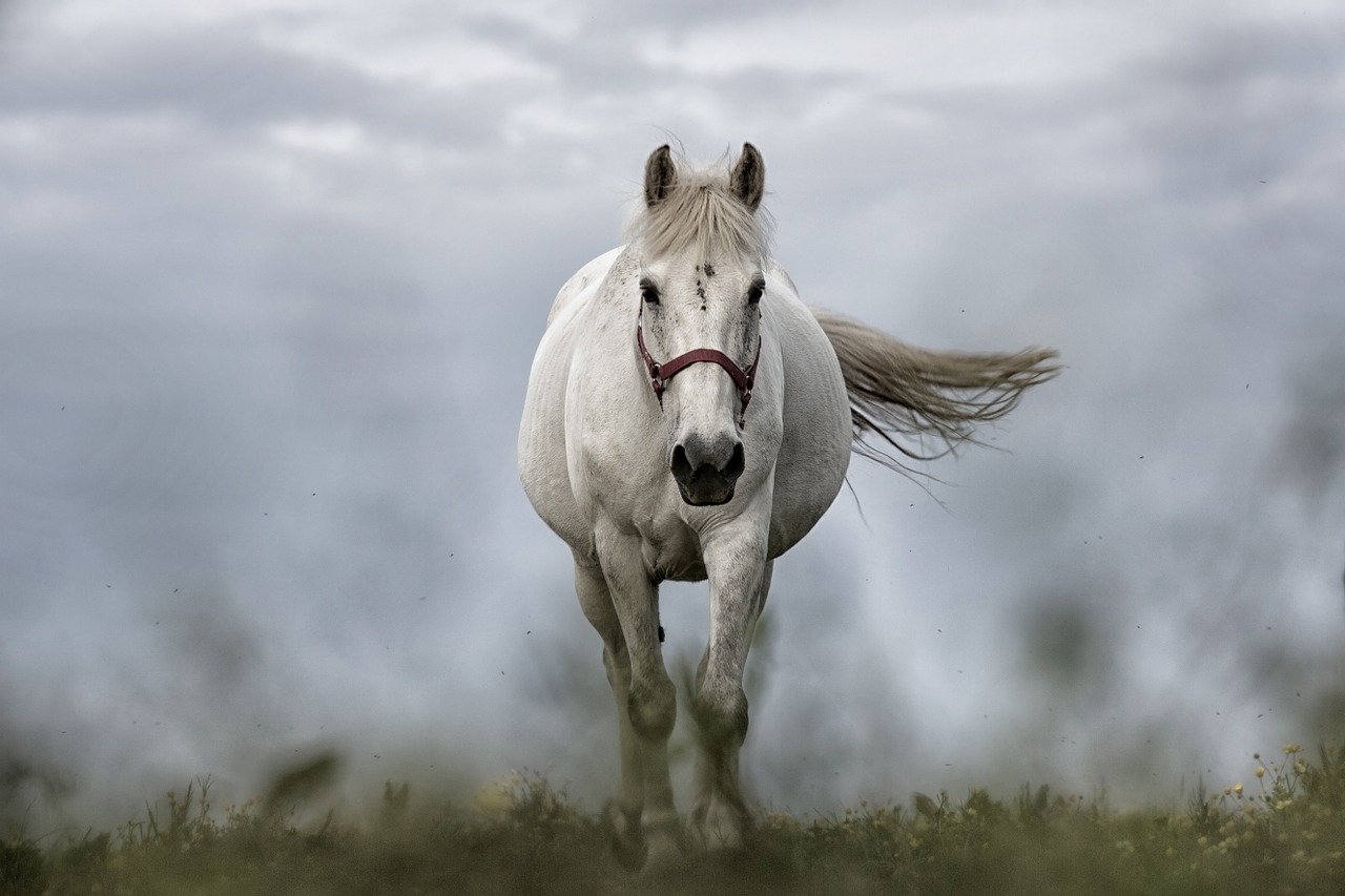 white horse horse horses free photo
