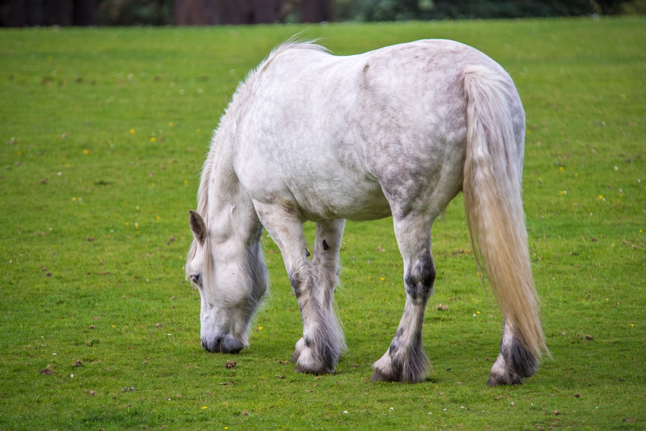 white horse horse grass free photo
