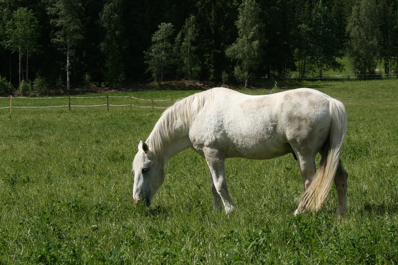 white horse summer pasture whitehorse free photo