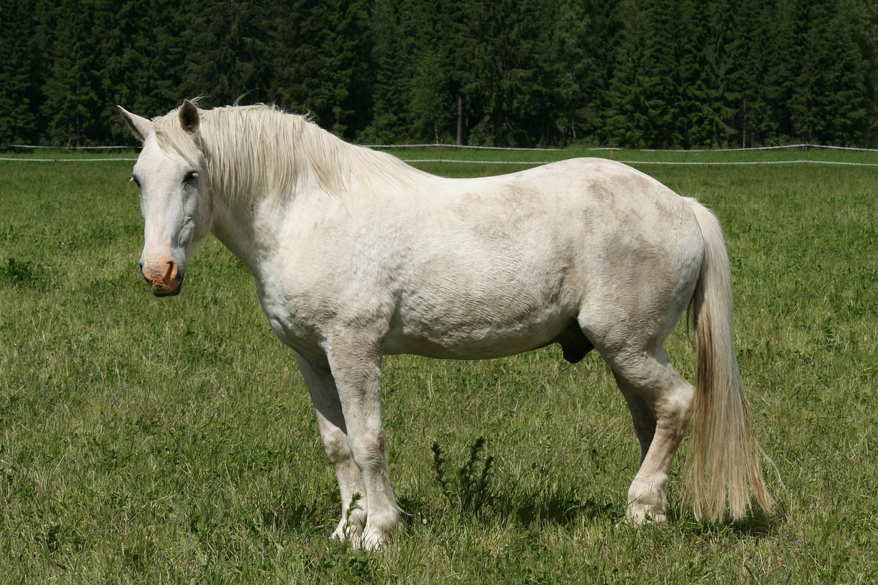 white horse summer horse feed free photo