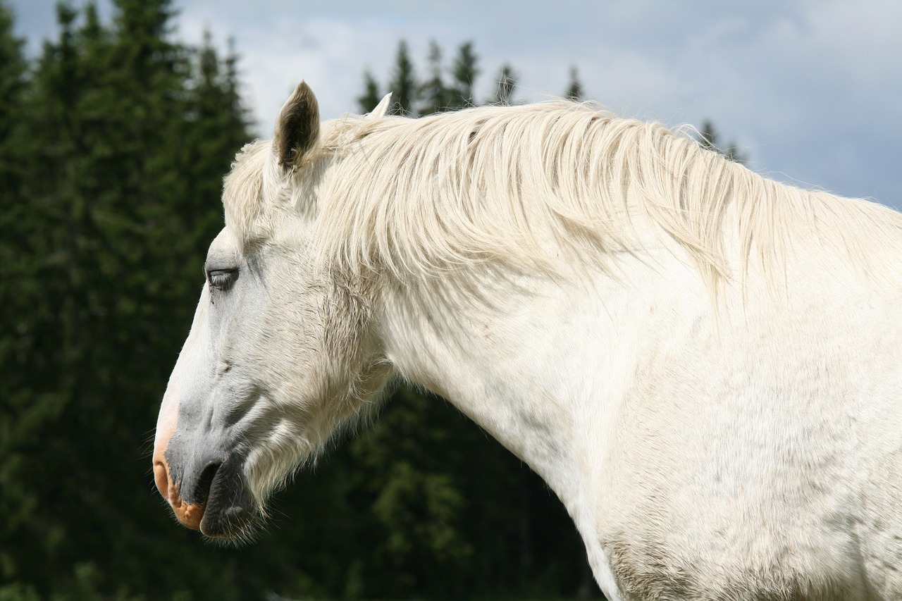 white horse horse head summer free photo