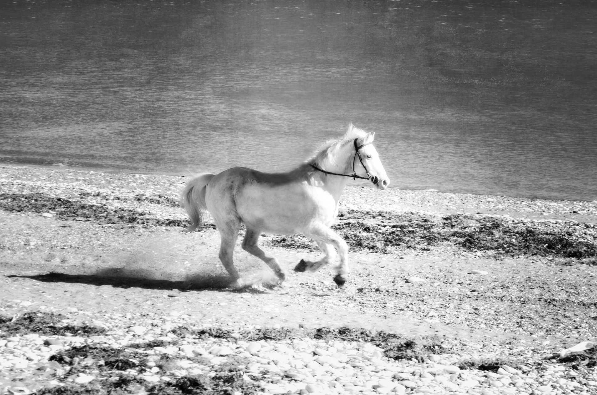 white galloping run free photo