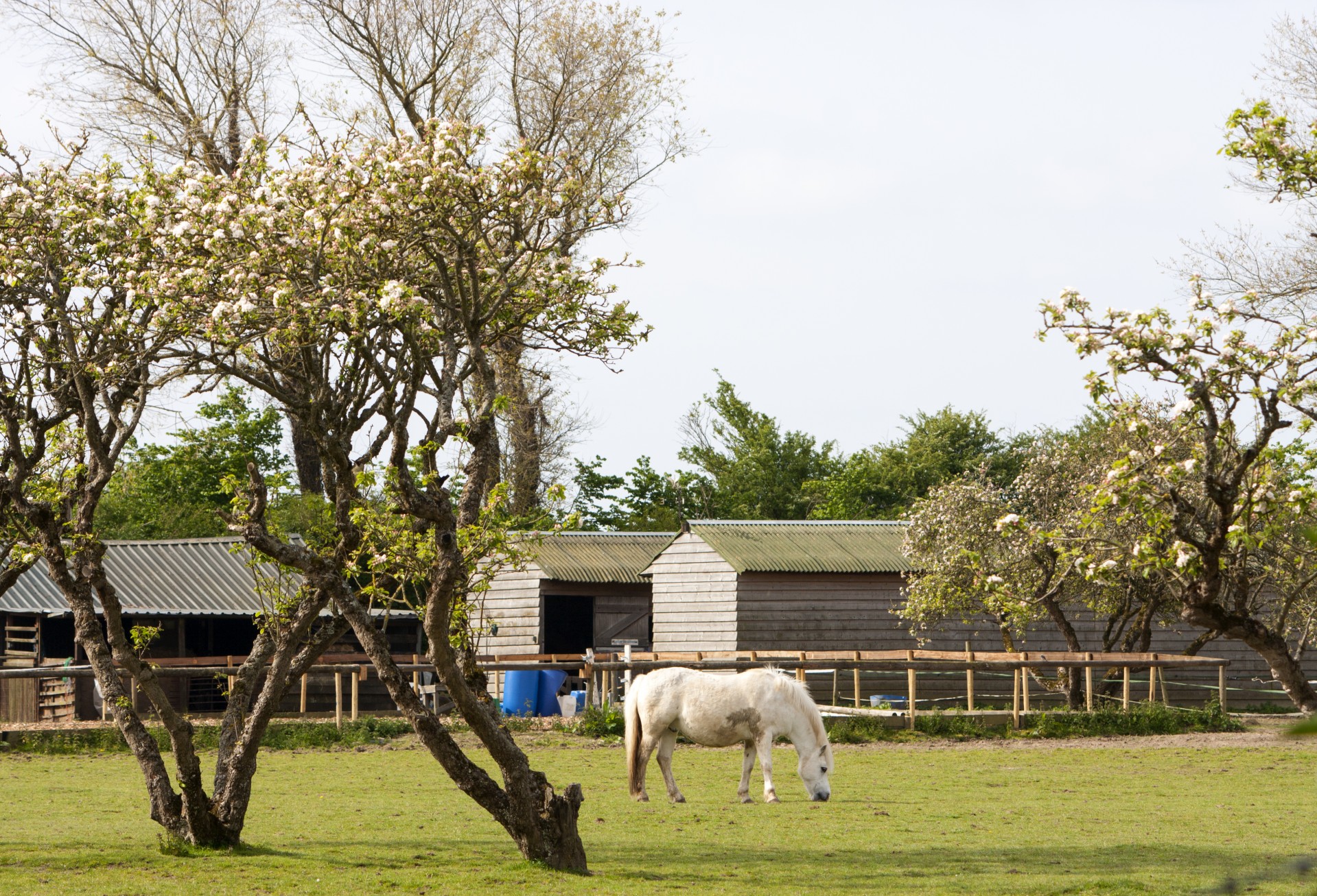 horse pony white free photo