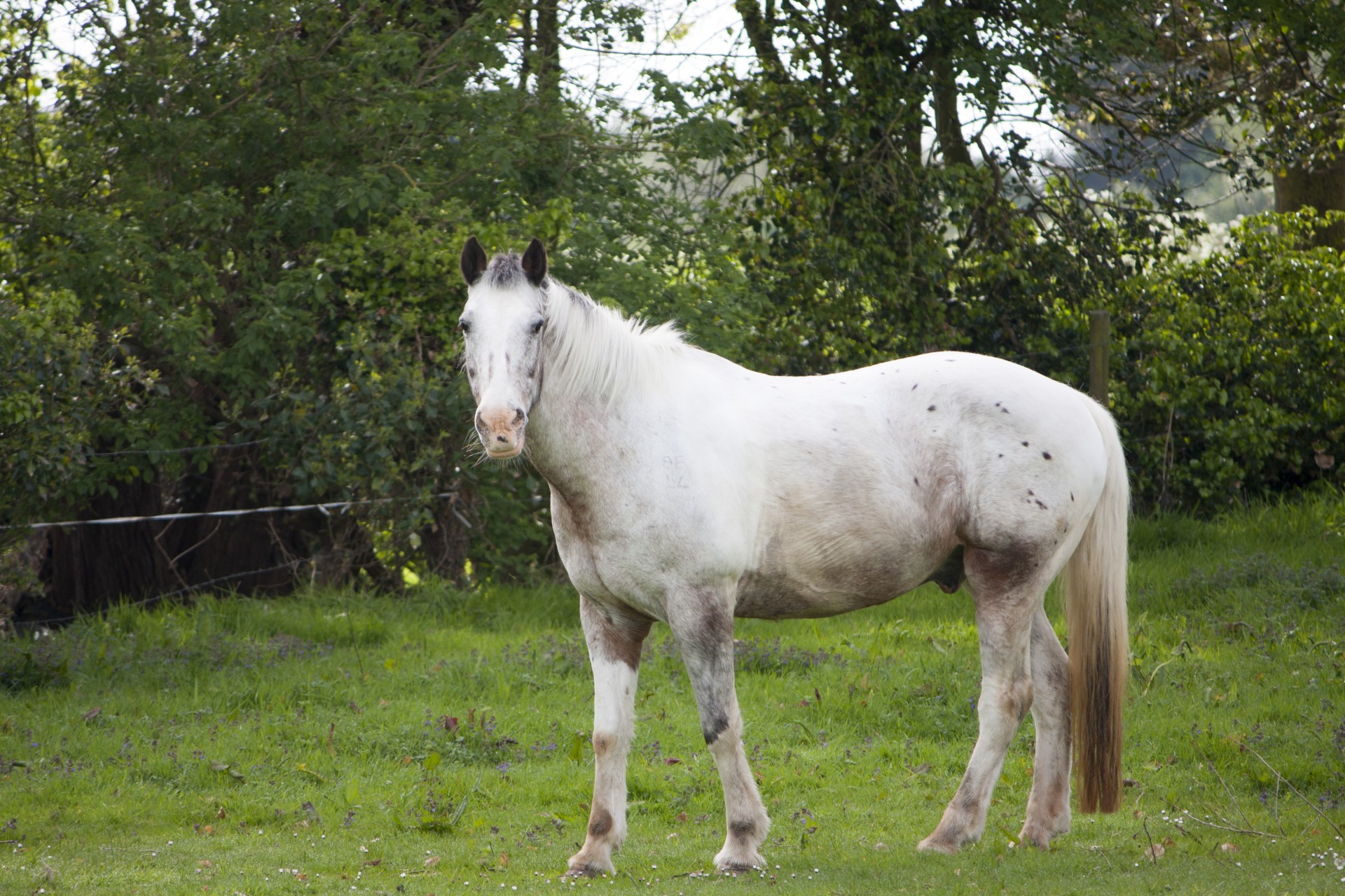 horse pony equine free photo