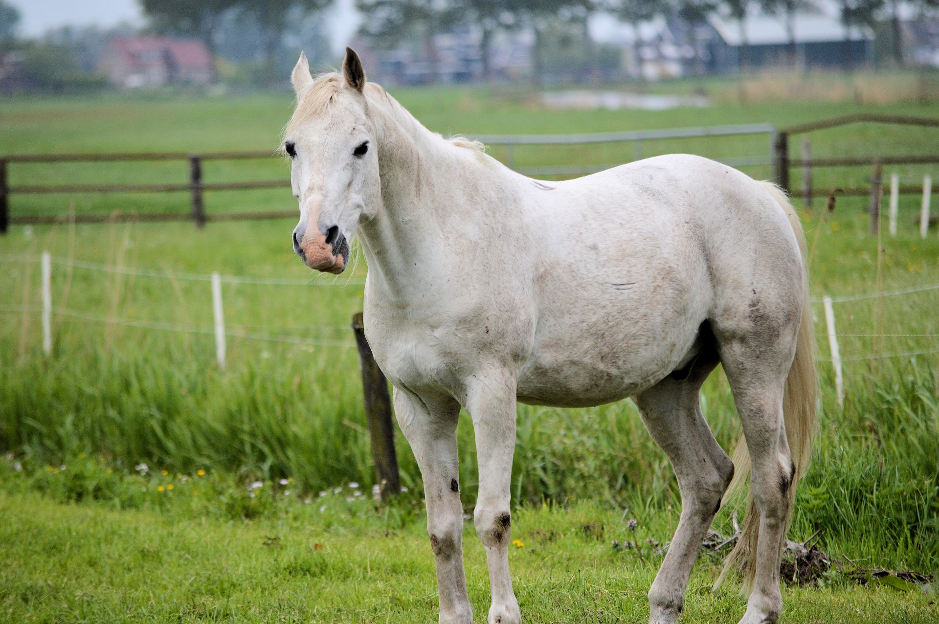 horse animal white free photo