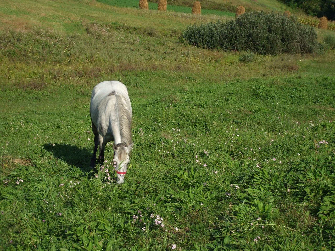 white horse horse stallion free photo