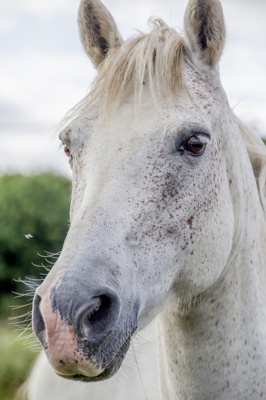 white horse irish horse horse free photo