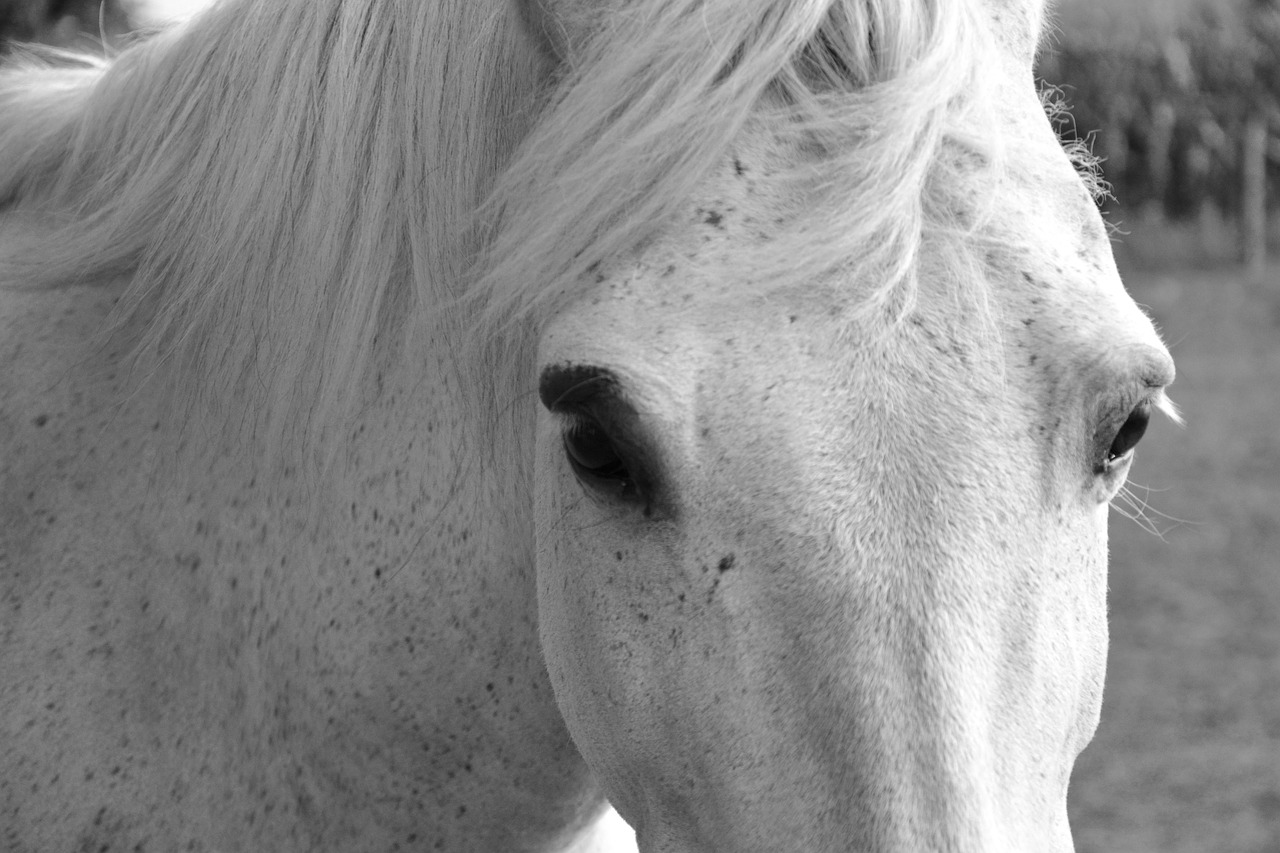 white horse eyes look free photo