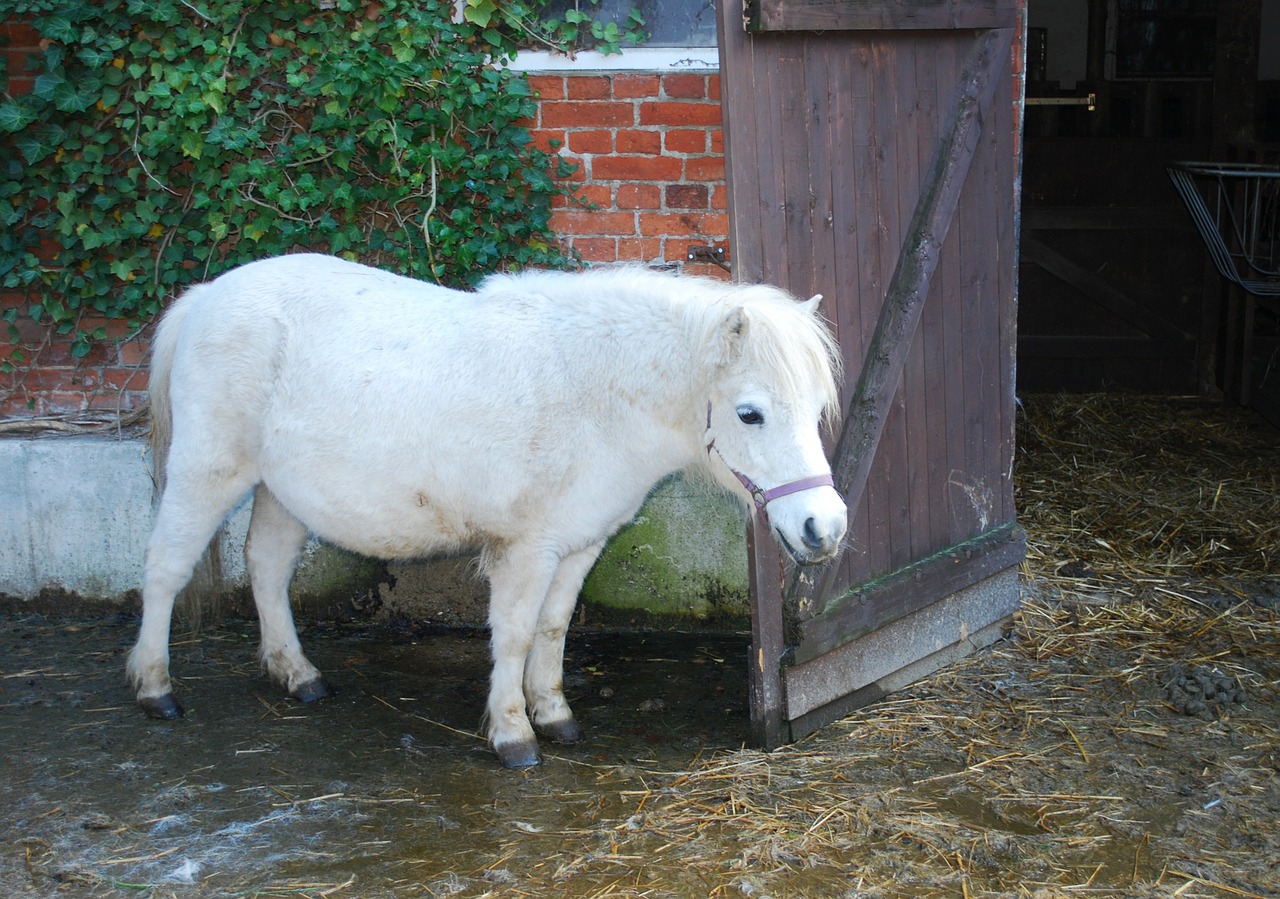 white horse barn white free photo