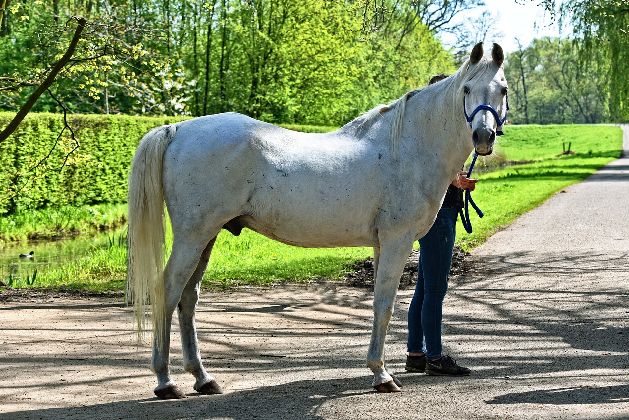 white horse  horse  equine free photo