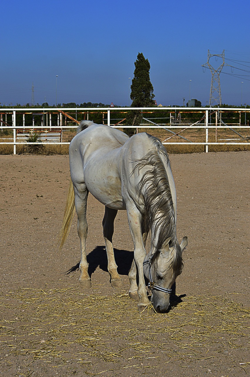 white horse  arabian horse  horse free photo