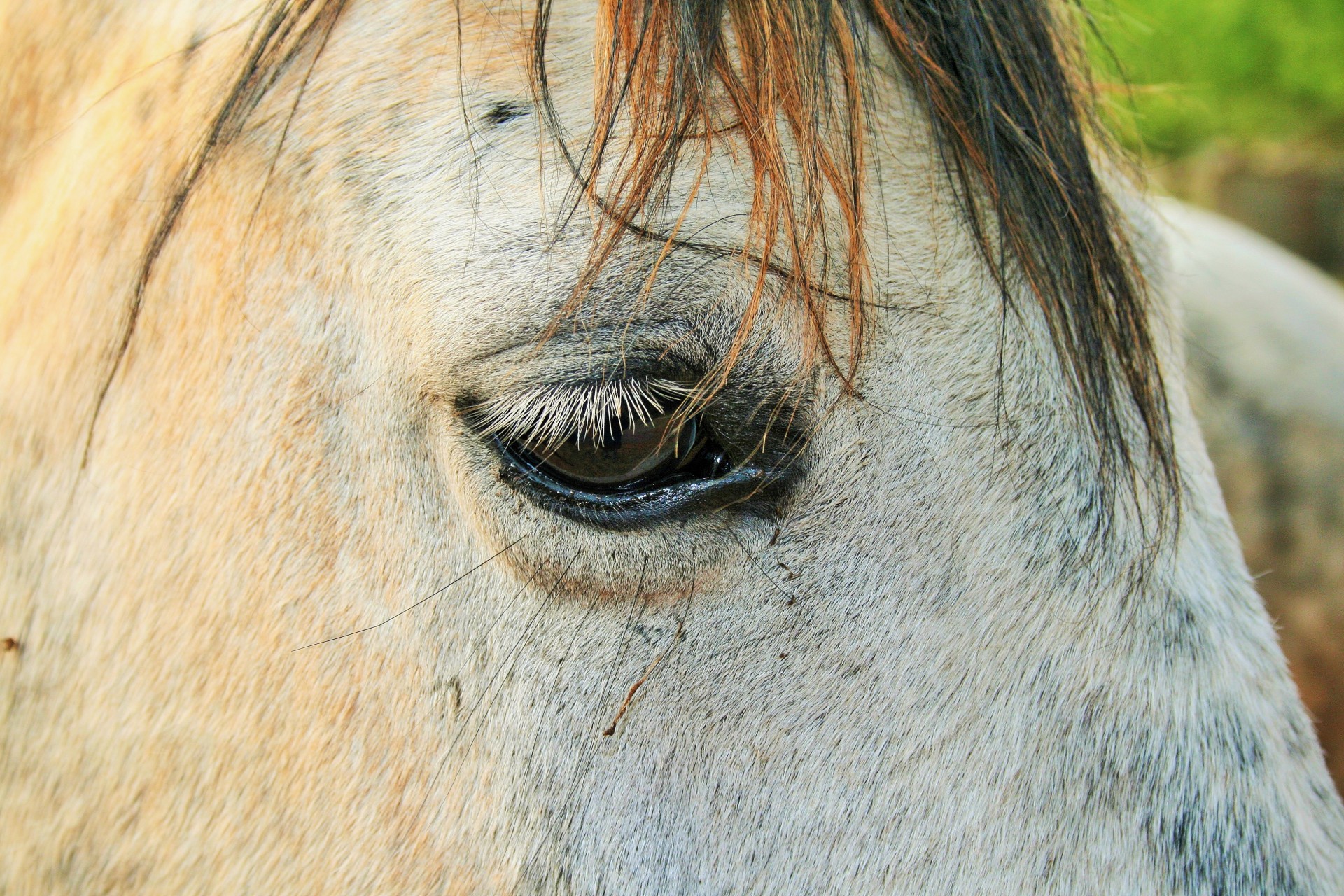 horse white head free photo