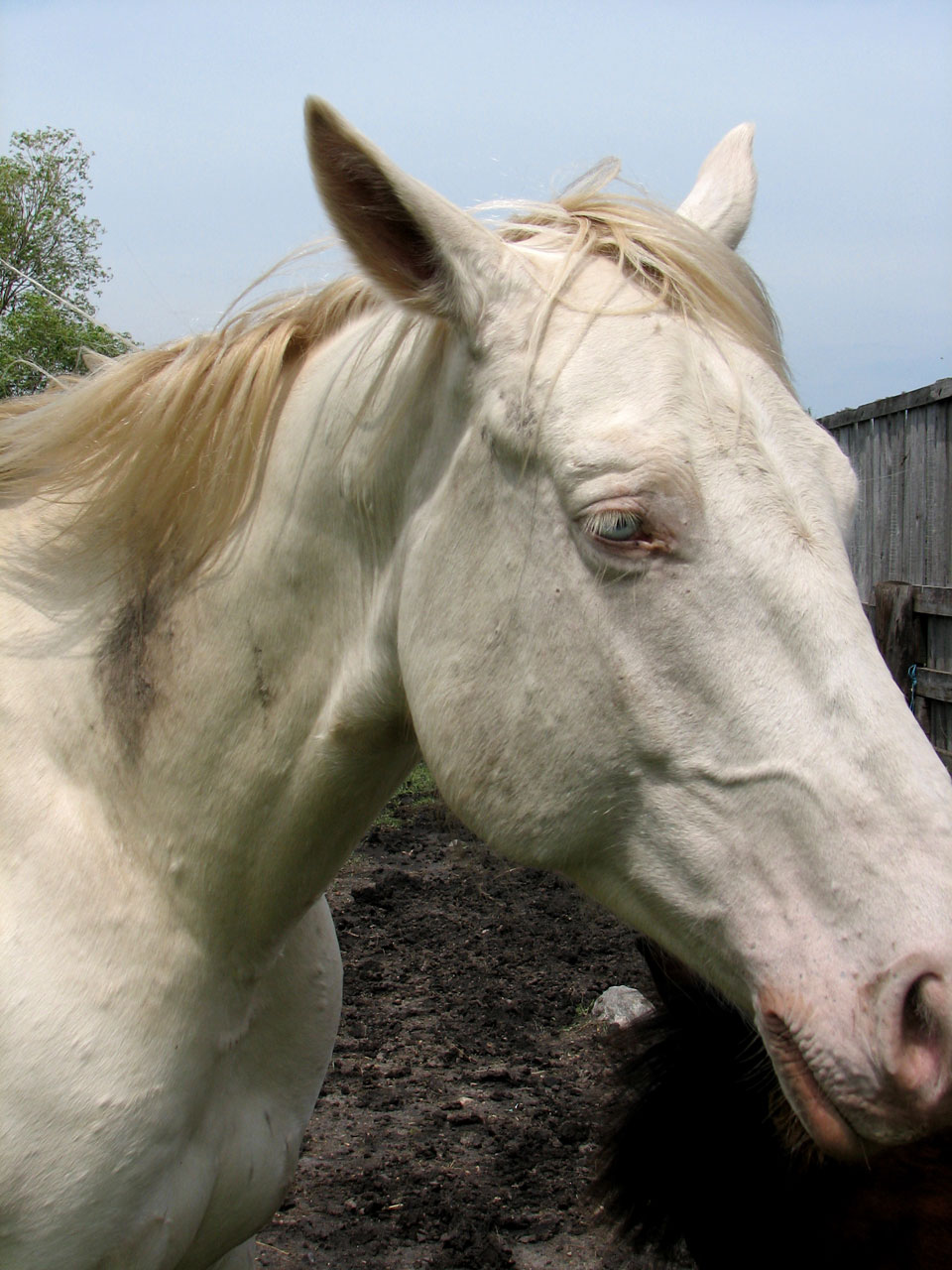 horse white farm free photo