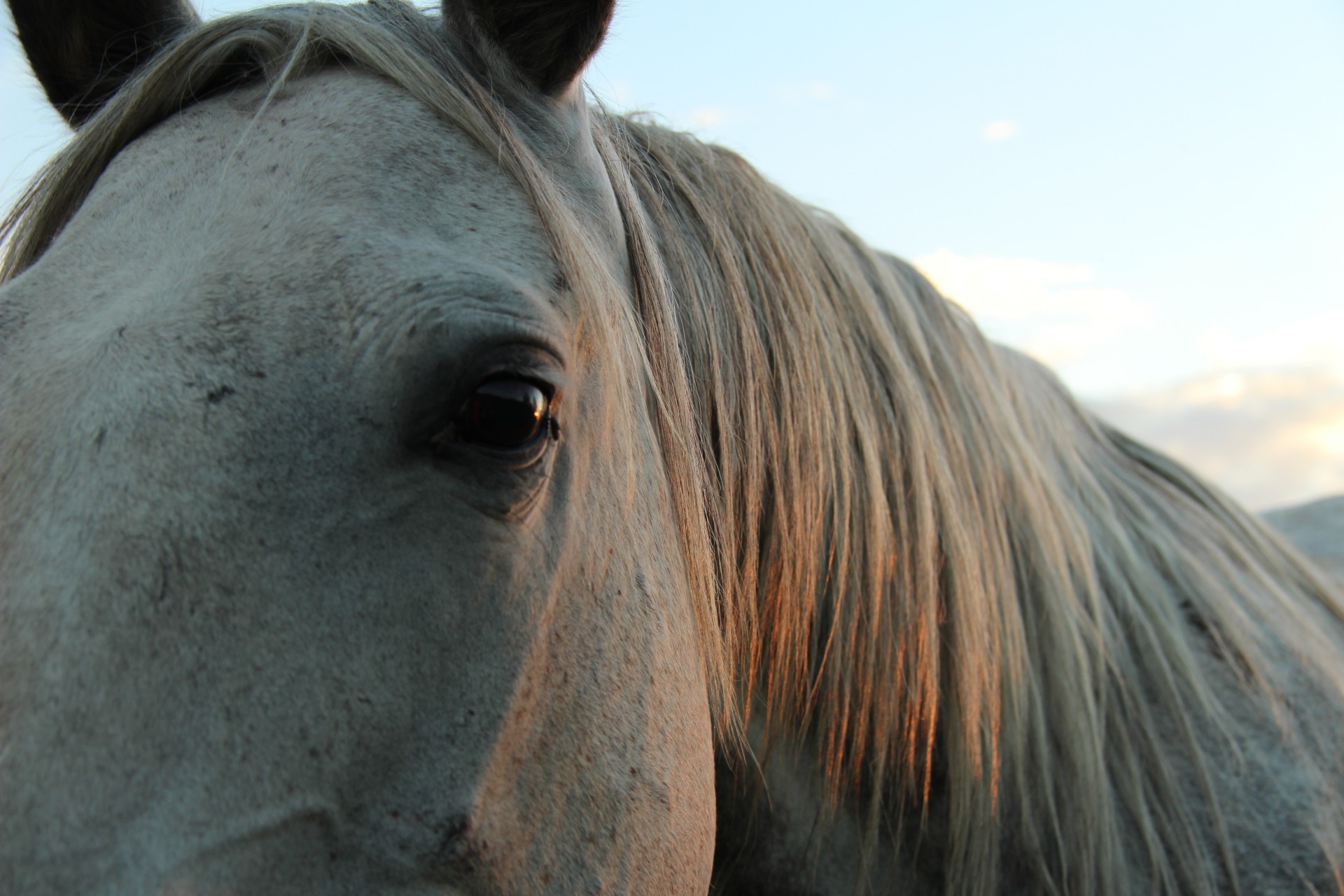 white horse face free photo