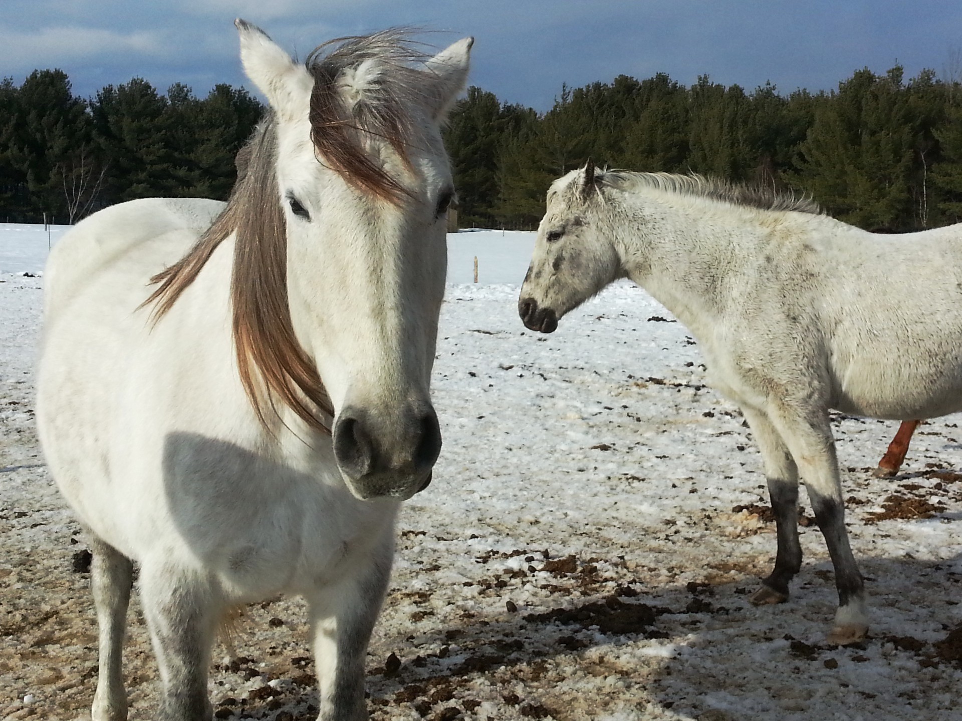 horse horses horseback free photo