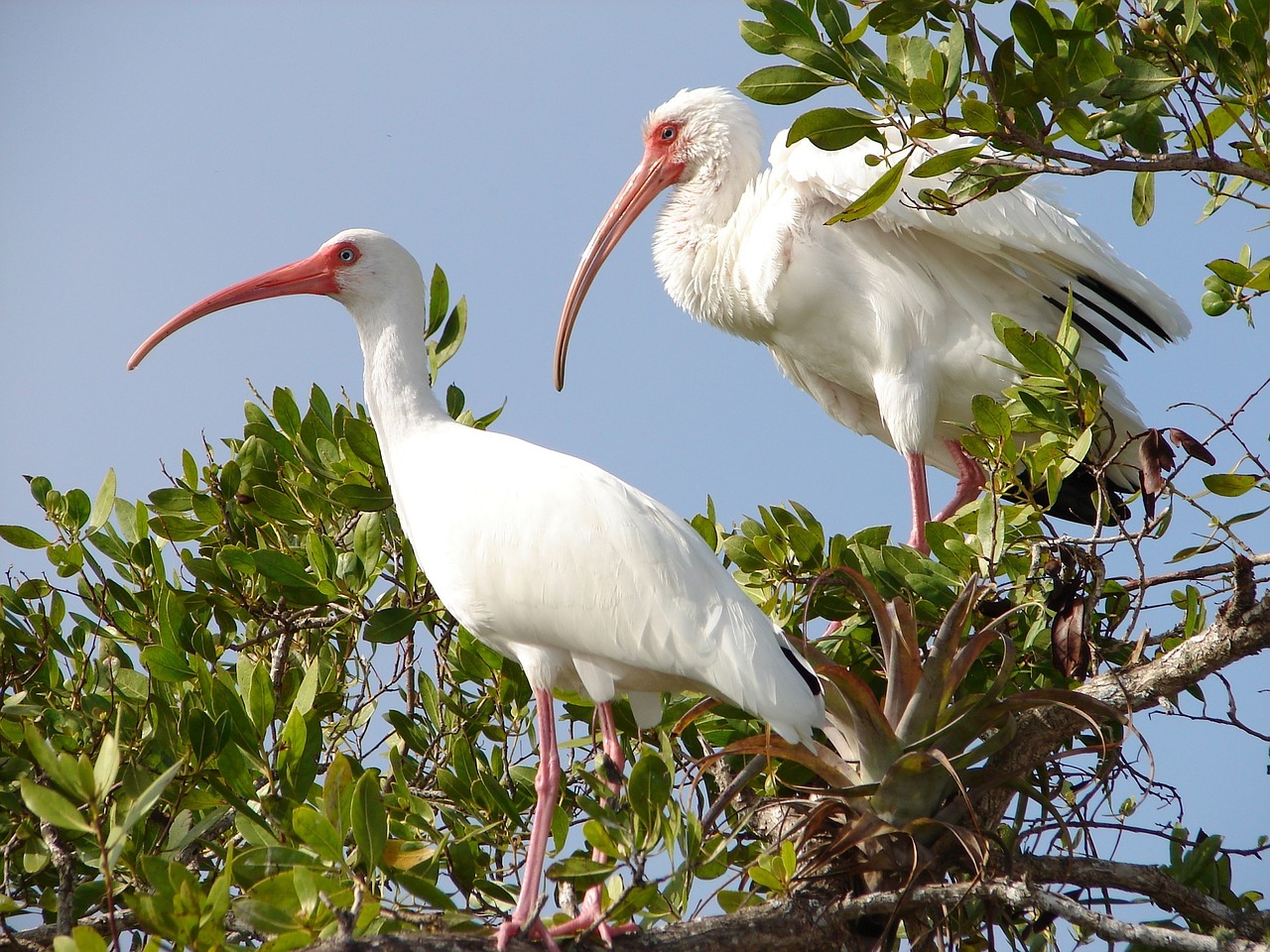 white ibis birds perched free photo