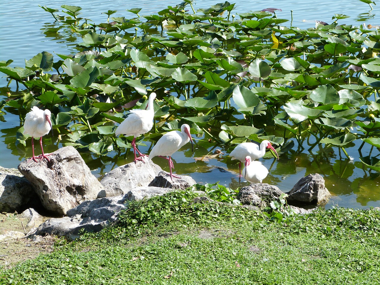 white ibis birdwatching wildlife free photo