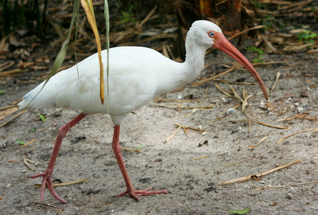 white ibis threskiornithidae pelecaniformes free photo