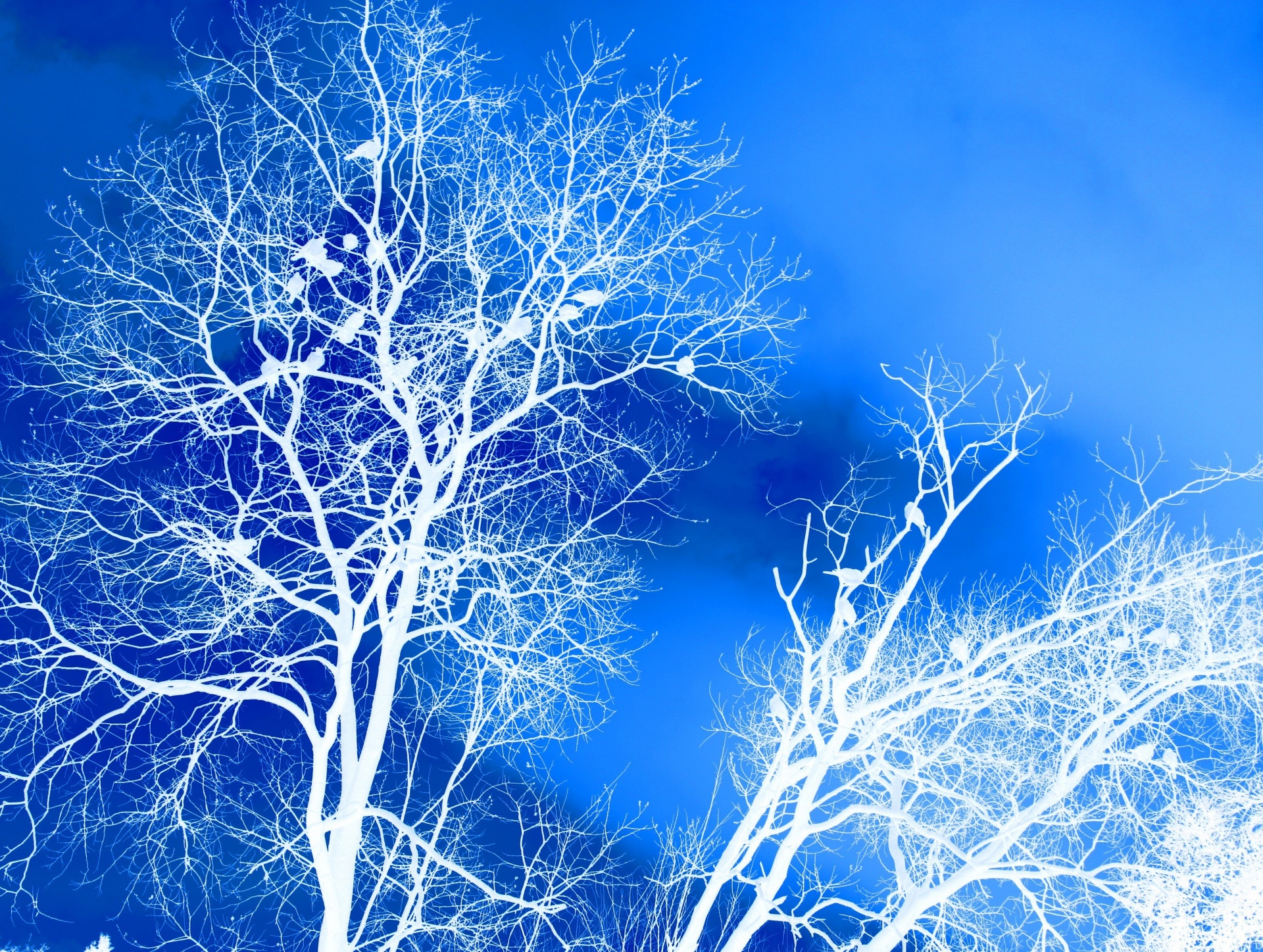 trees white inverted free photo