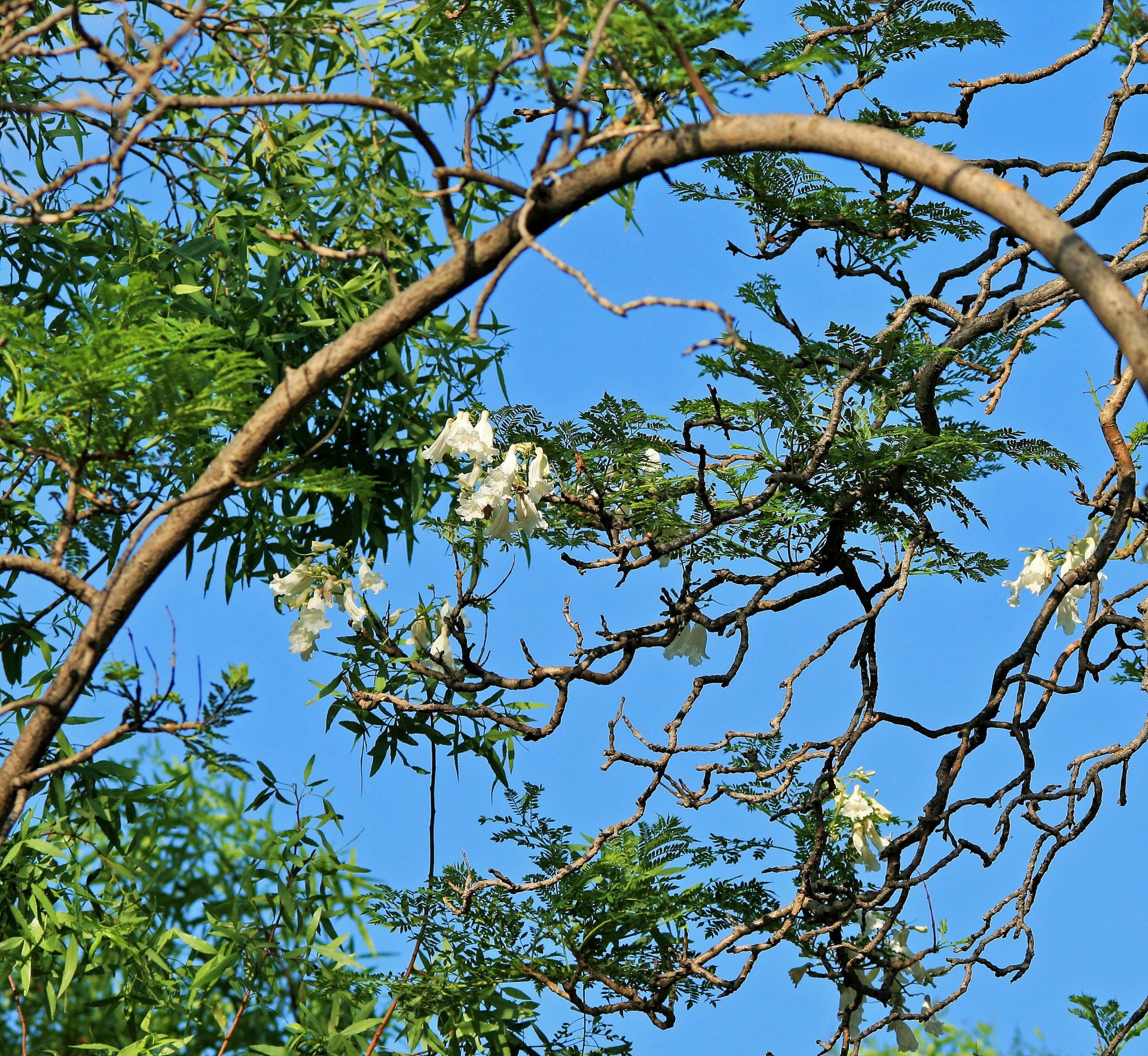 tree branches flowers free photo