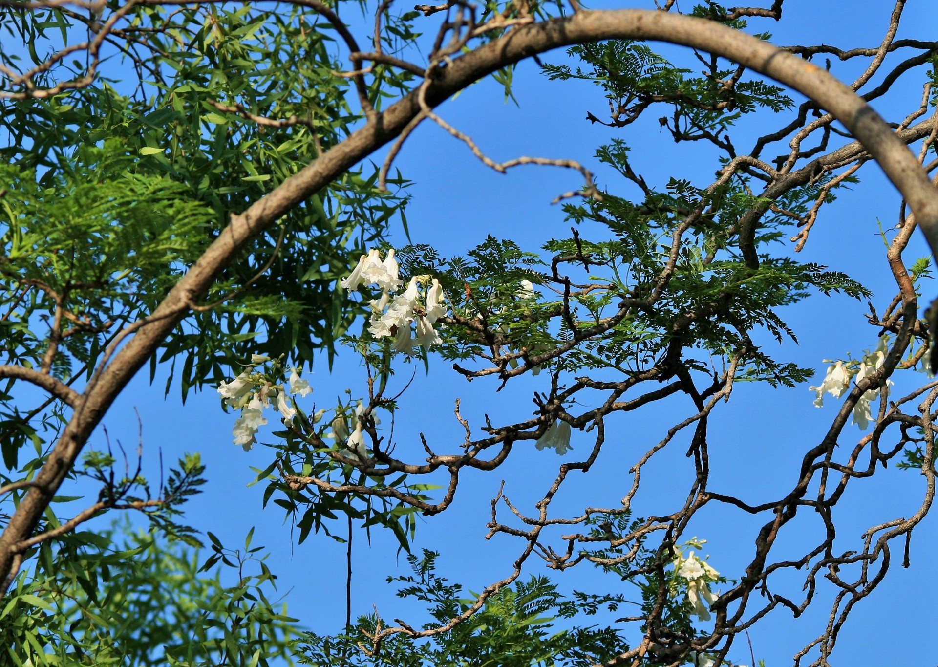 tree jacaranda flowers free photo