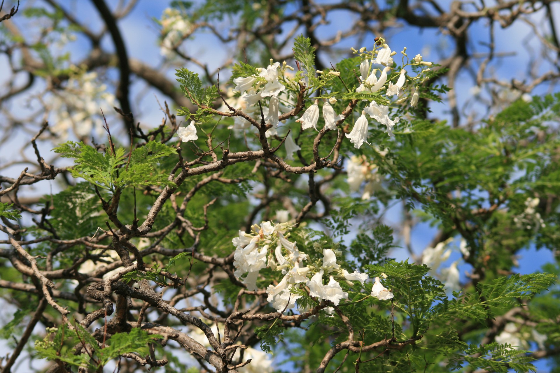 tree jakaranda flowers free photo