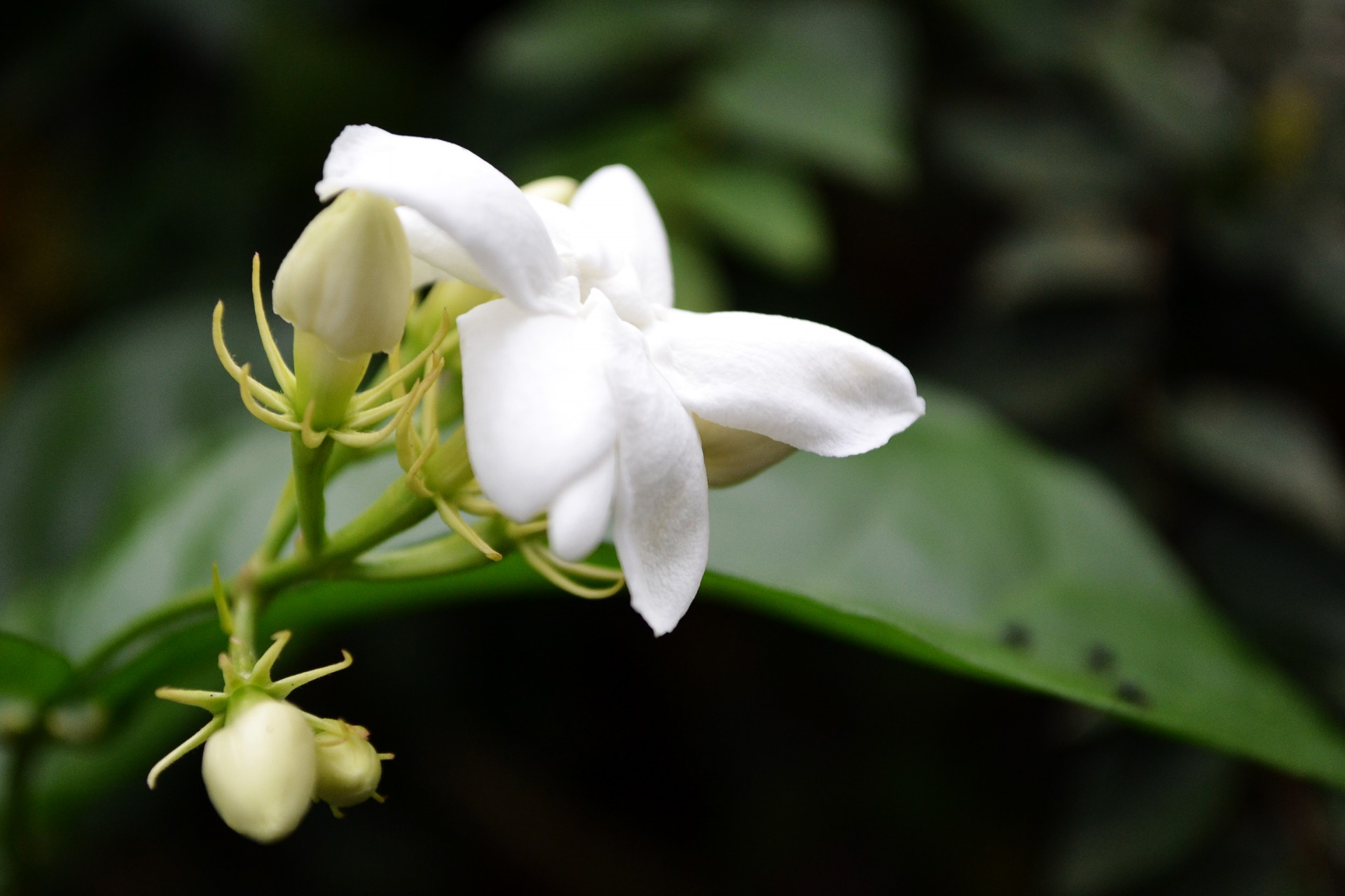 flower white jasmine free photo