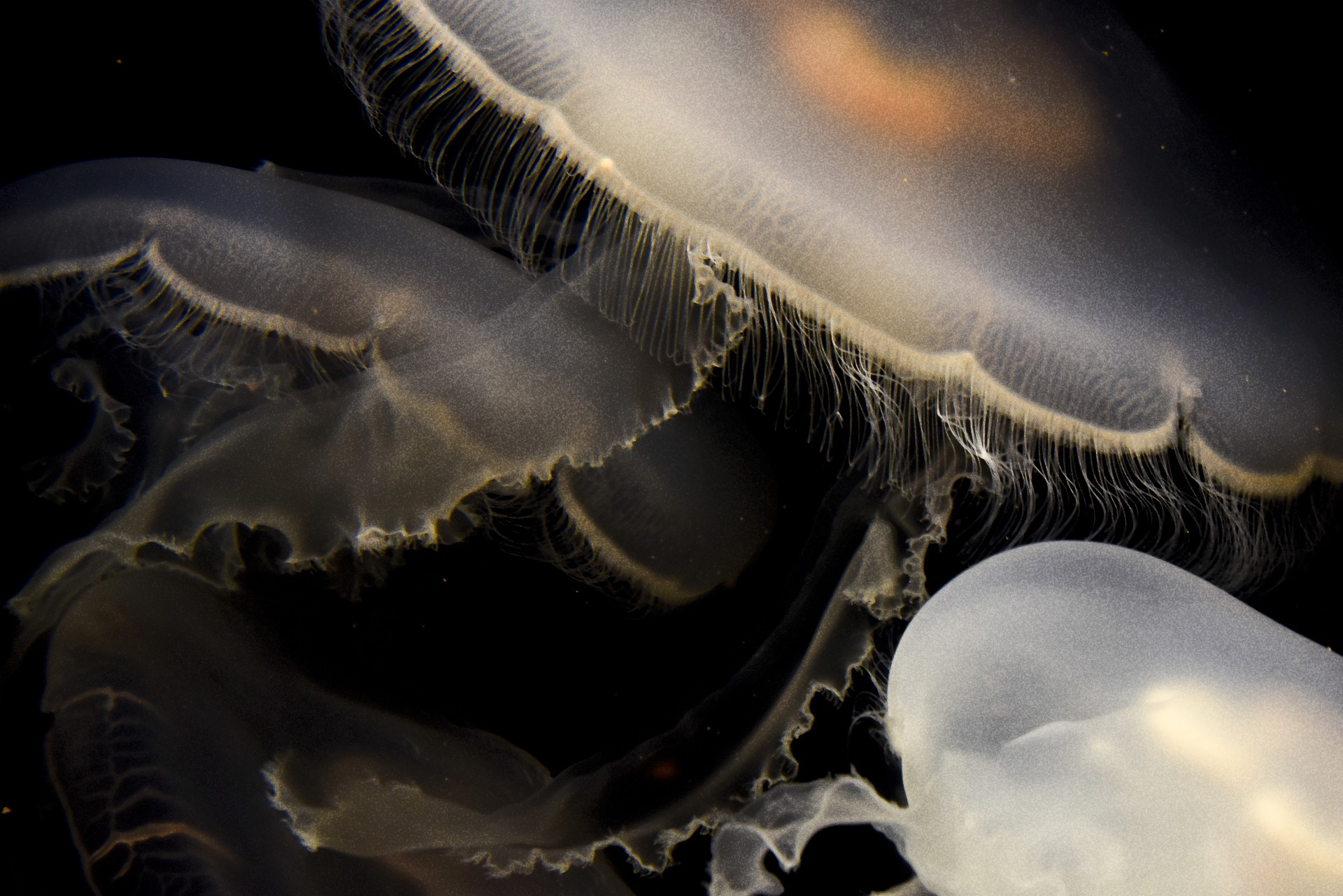 jellyfish background white free photo