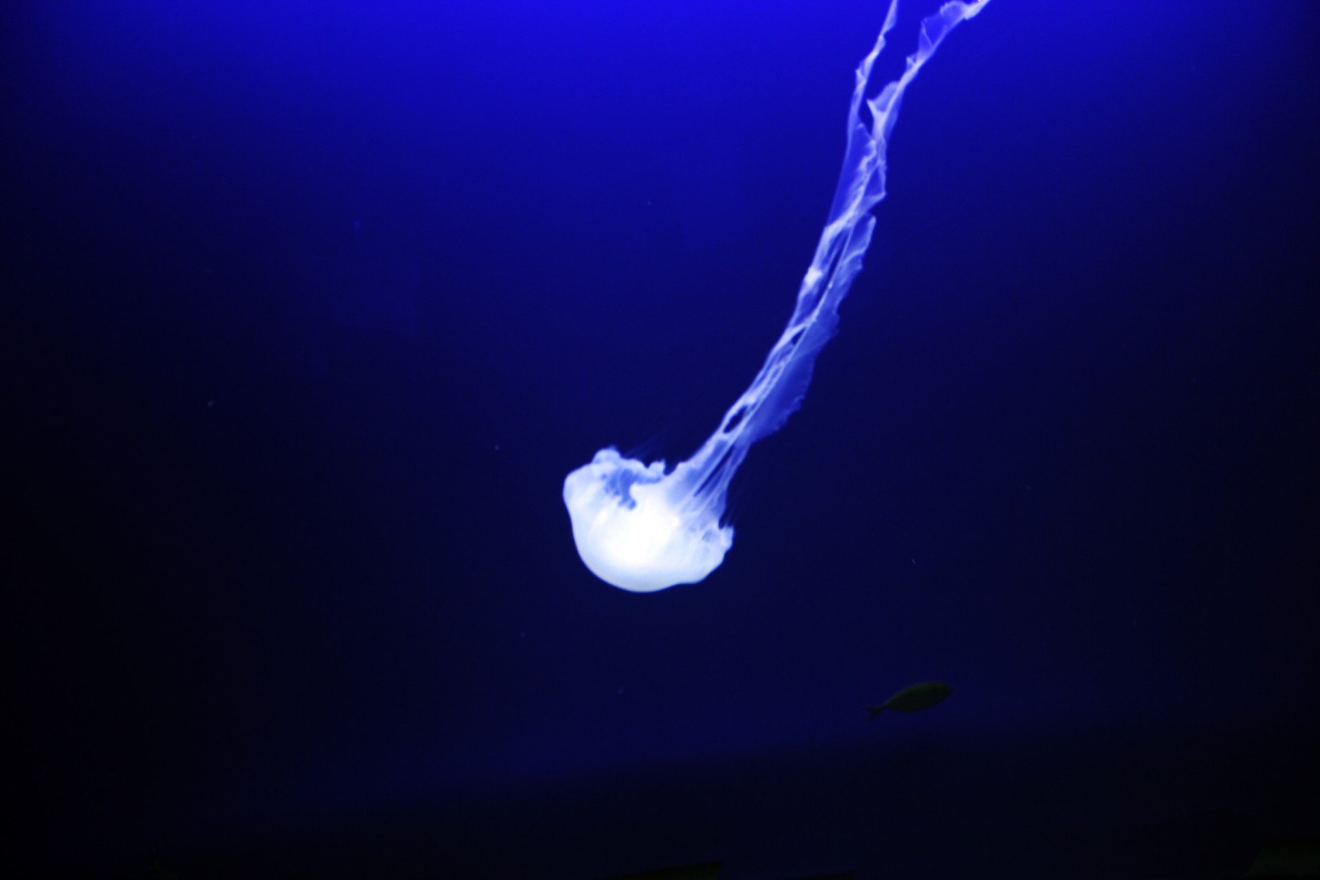 white jelly fish jelly fish underwater free photo