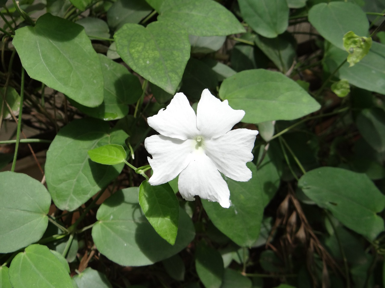 white lady thunbergia dharwad free photo