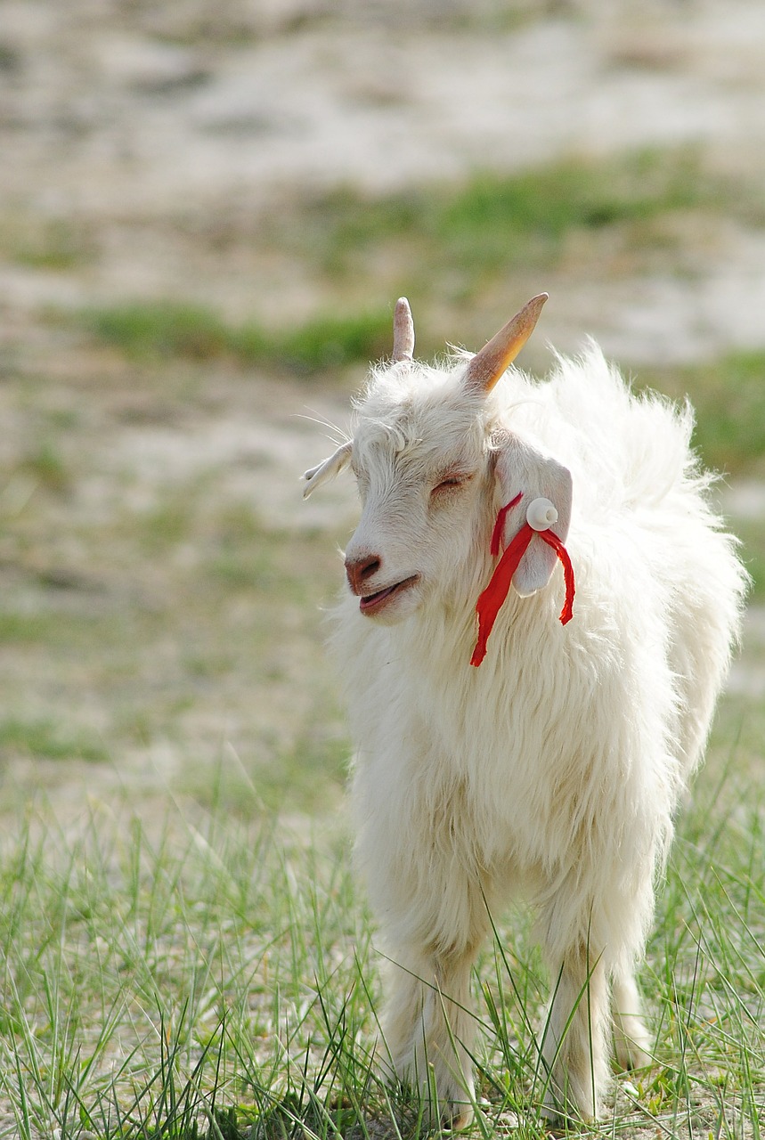 white lamb grass meadow mammal free photo