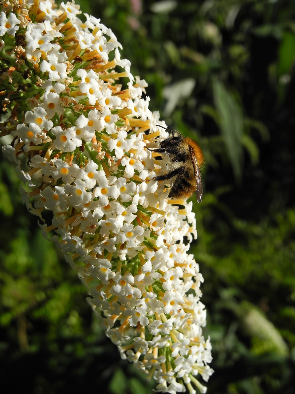 white lilac bourdon forage free photo