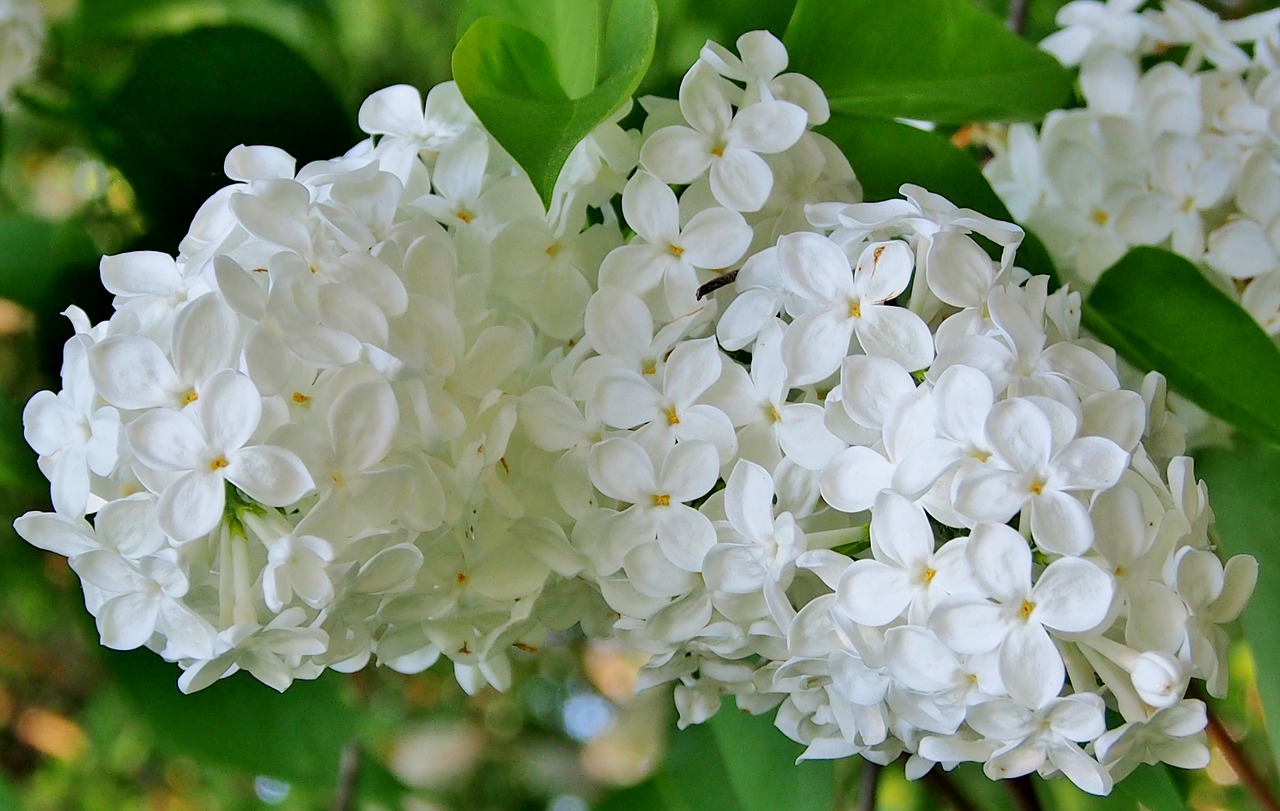 white lilac  flowers  spring free photo