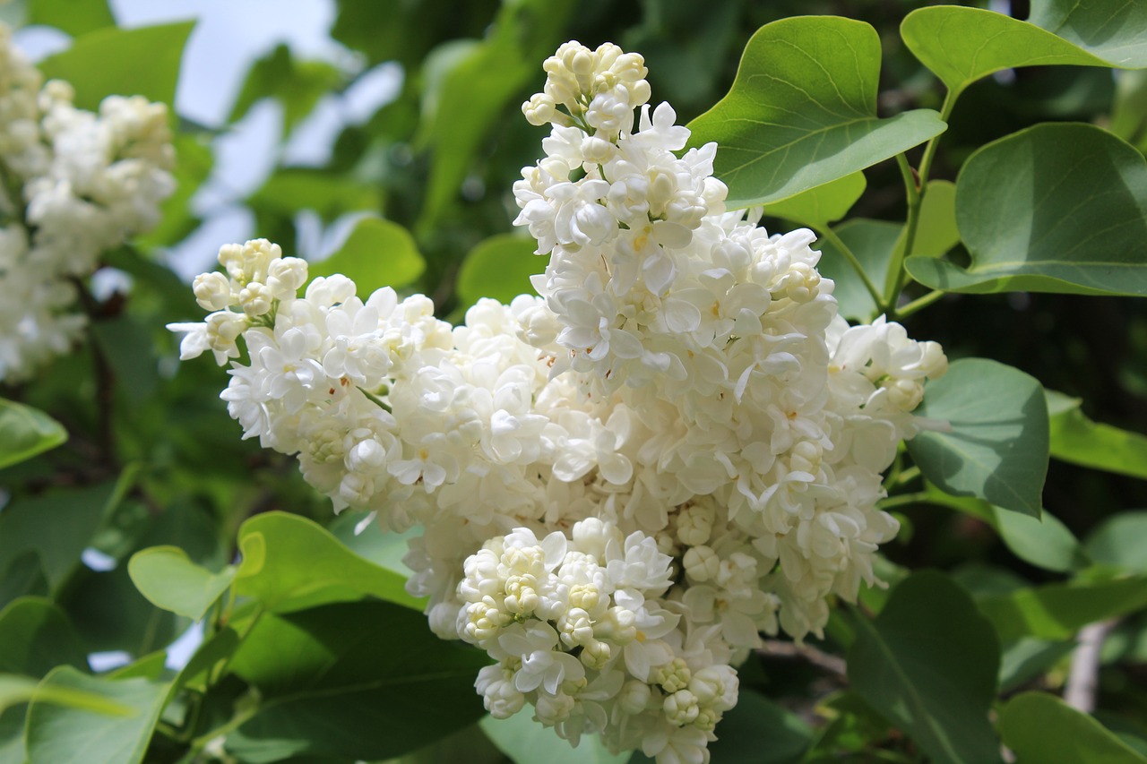 white lilac  bloom  spring free photo