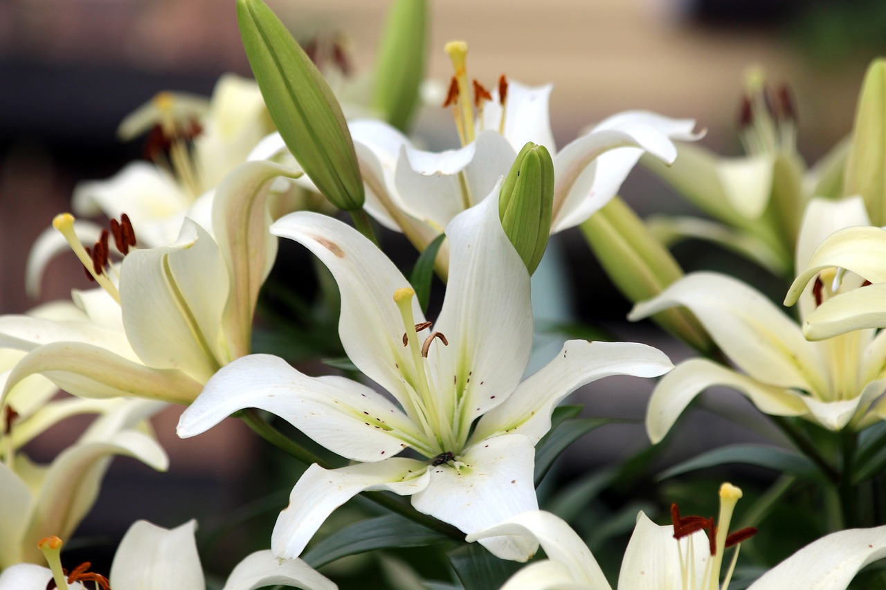 white lilies  flower  nature free photo