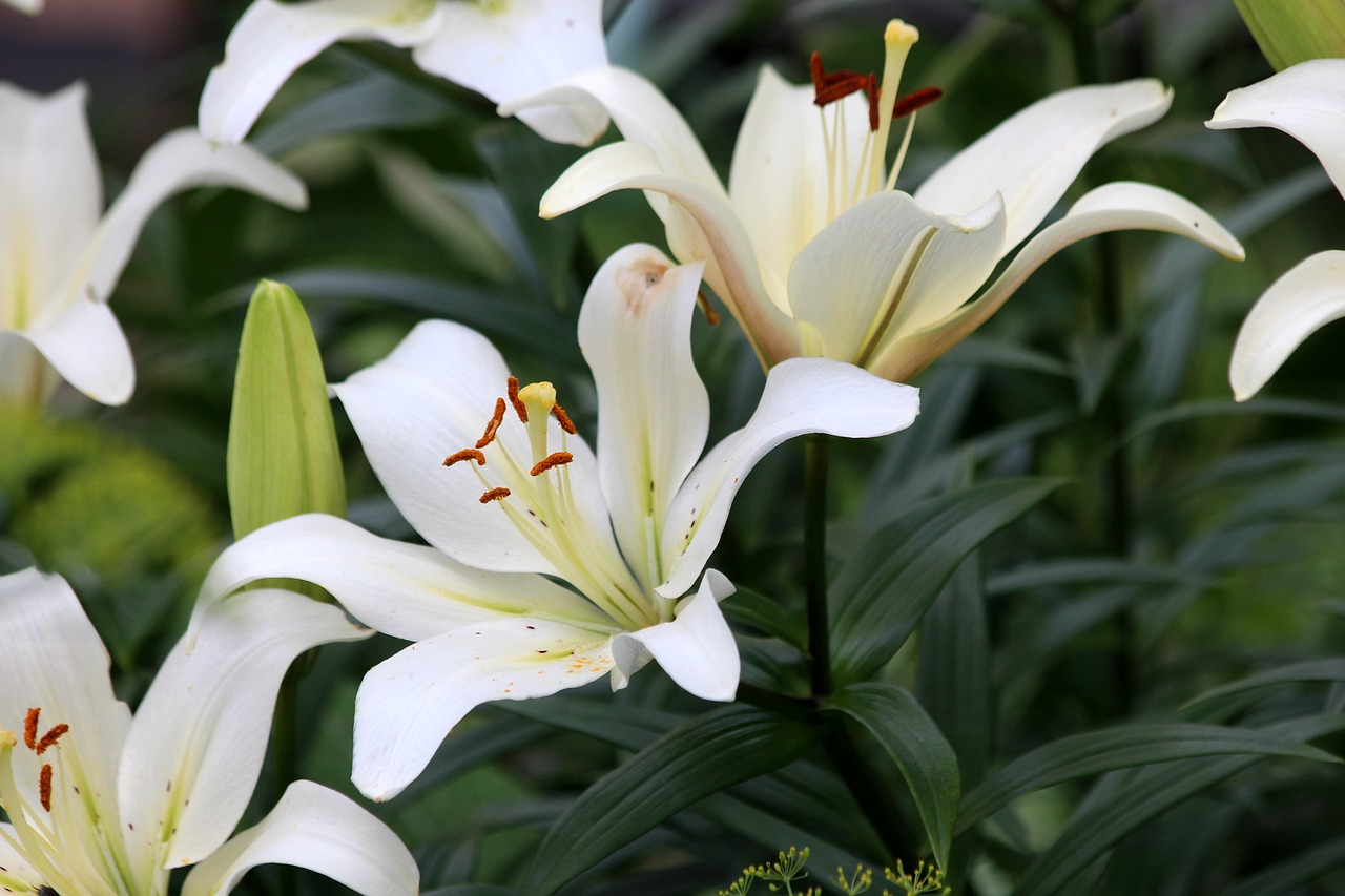 white lilies  flower  nature free photo