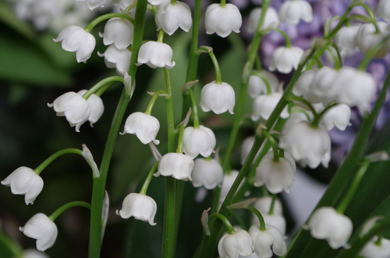 white lilies of the valley flowers plant free photo